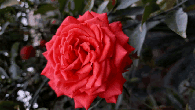 a close up of a red rose surrounded by leaves