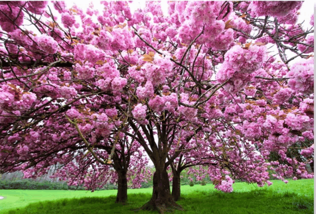 a tree with lots of pink flowers on it in a field