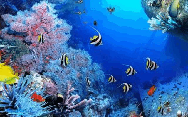 a group of fish are swimming in a coral reef in the ocean .