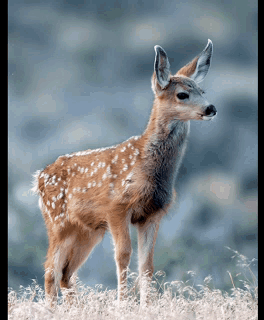 a baby deer with white spots on its fur