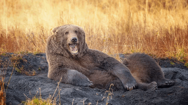 a brown bear is laying on its back in the dirt with its mouth open