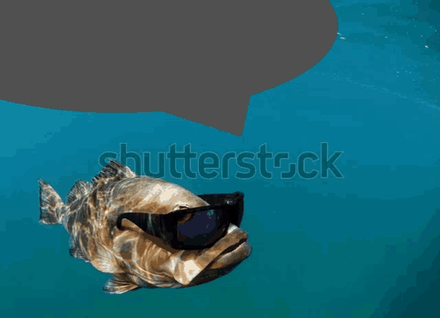 a fish wearing sunglasses and a speech bubble above it