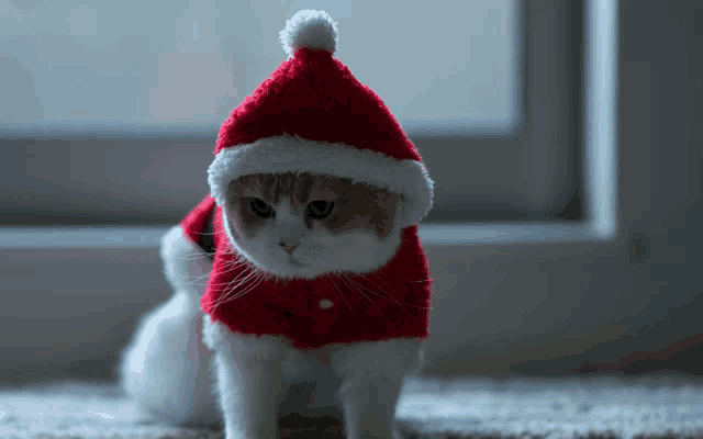 a cat wearing a santa hat and coat looks at the camera