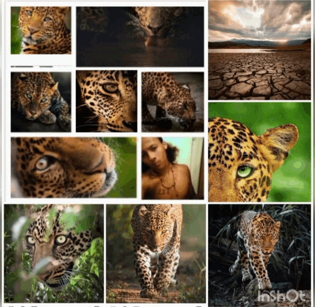 a collage of images of leopards with the words inshot at the top