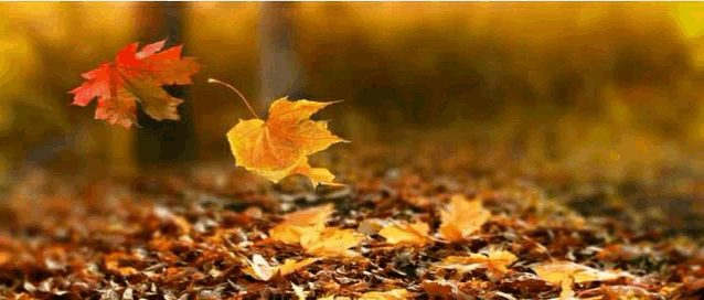 a bunch of leaves are flying in the wind