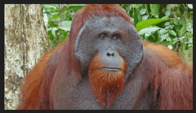 a close up of an orangutan with a beard looking at the camera