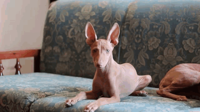 a hairless dog laying on a blue couch with flowers on it