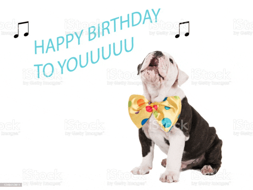 a bulldog puppy wearing a bow tie is singing a happy birthday song