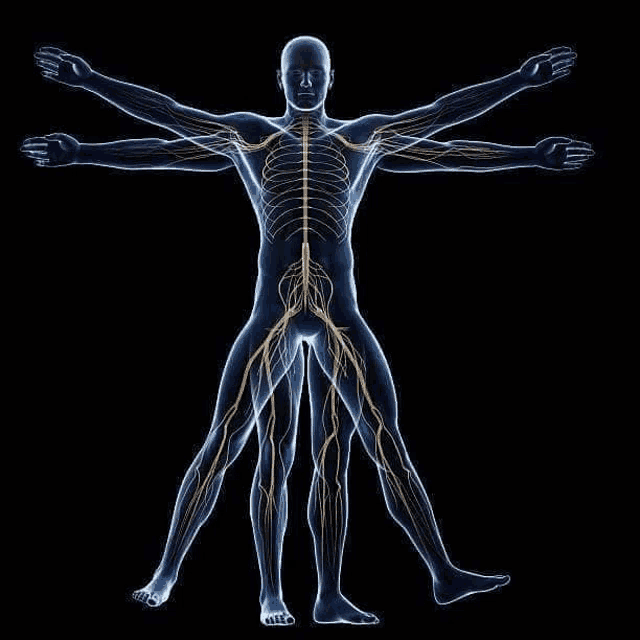 it shows the skeleton and nerves of a man .