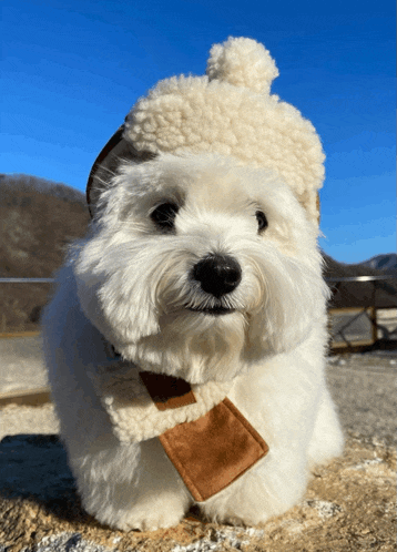 a small white dog wearing a sherpa hat and scarf