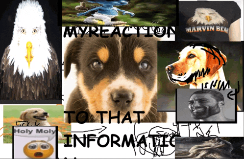 a collage of pictures with the words " my reaction to that informatio "