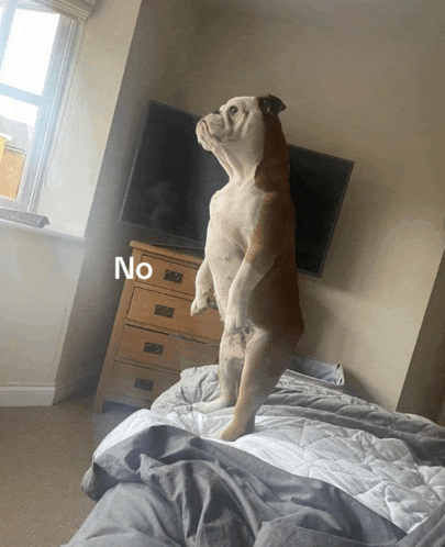 a dog standing on its hind legs in front of a television and a dresser with the word no written on it