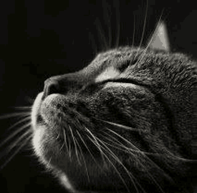 a black and white photo of a sleeping cat with its eyes closed .