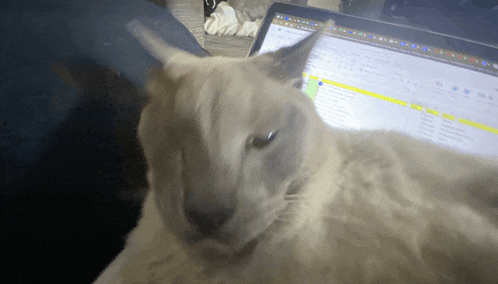 a white cat laying in front of a laptop with a screen that says ' microsoft office ' on it