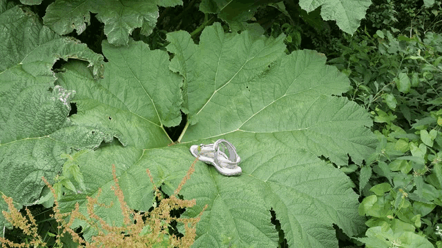 a pair of wedding rings sits on a large green leaf