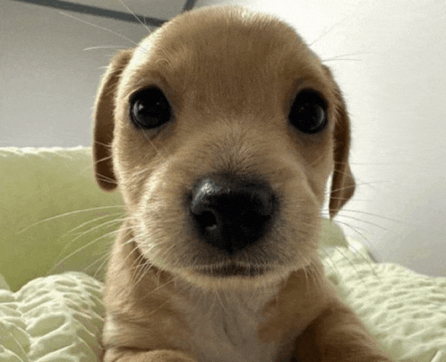 a close up of a puppy laying on a bed looking at the camera