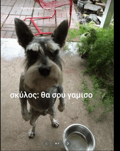 a dog standing on its hind legs next to a bowl with a caption in a foreign language