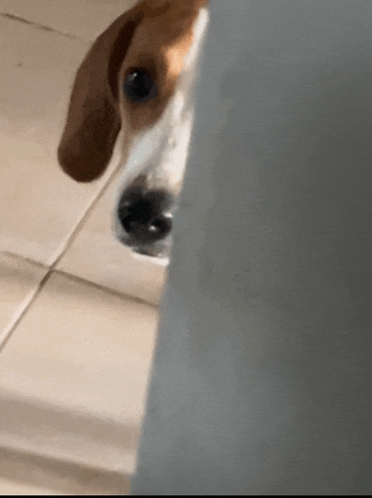 a close up of a brown and white dog 's face