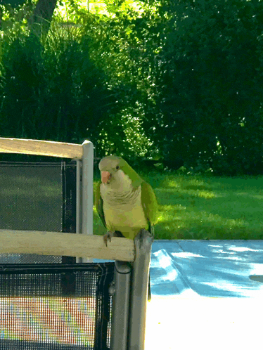 a green parrot perched on a chair railing looking at the camera