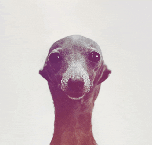 a close up of a dog 's face with a white background