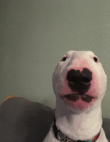 a close up of a bull terrier 's face with a collar that says ' a ' on it