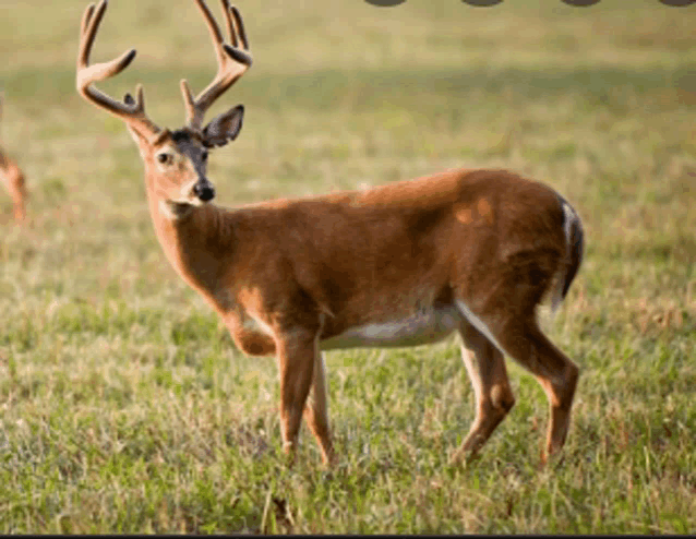 a deer standing in a grassy field with antlers