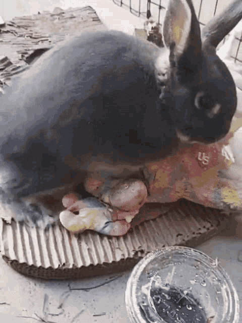 a black rabbit is laying on a piece of cardboard next to a bowl that says ' us ' on it