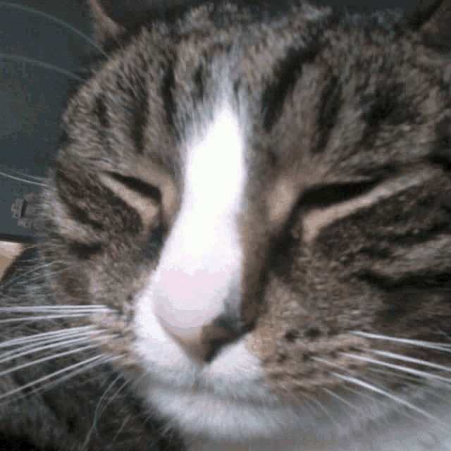 a close up of a cat 's face with the eyes closed