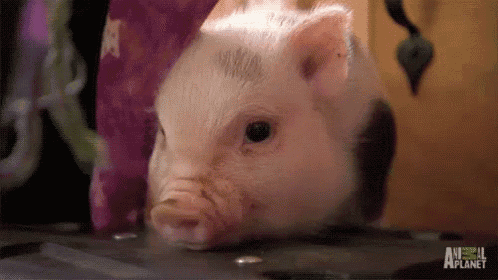 a small pig is laying on a table and looking at the camera with a purple bag in the background .