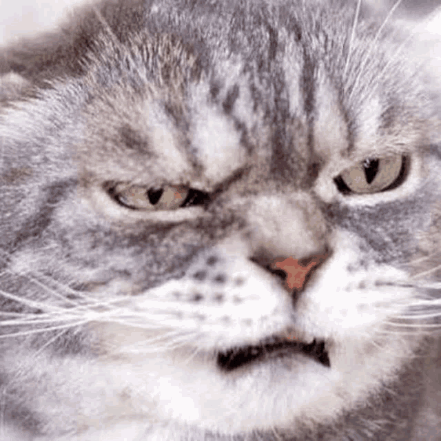 a close up of a cat 's face with a very angry look on its face .