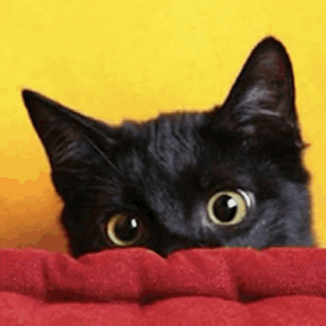 a black cat is peeking out from behind a red cushion