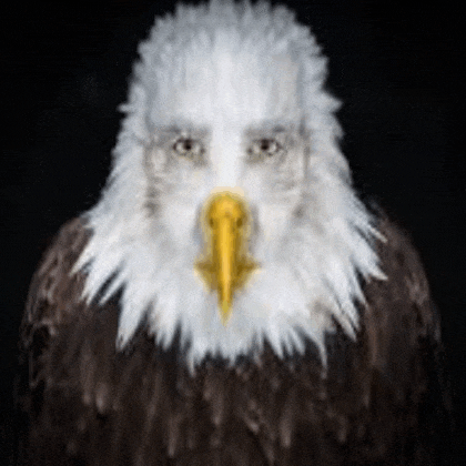 a bald eagle is looking at the camera with a yellow beak .