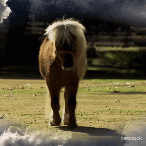 a small brown and white horse is standing in a field with clouds in the background and peacock written on the bottom