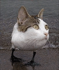 a cat with a duck 's legs is standing on the beach .