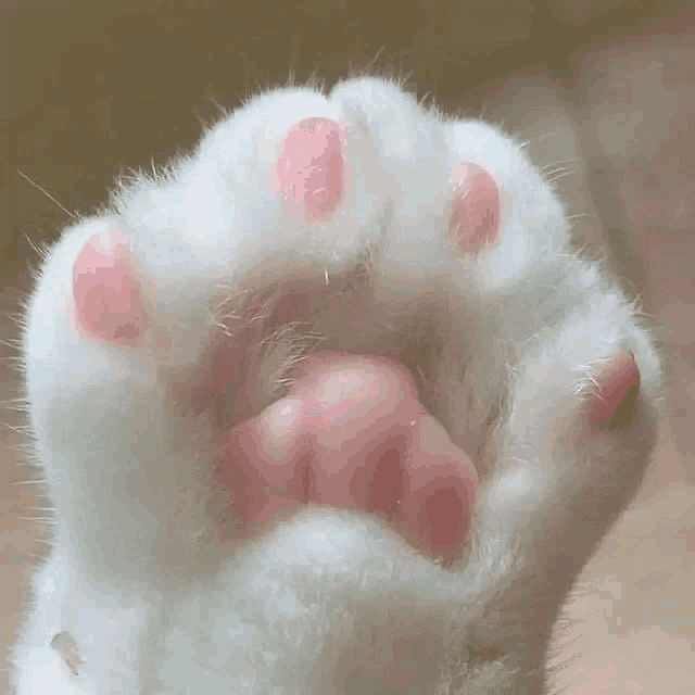 a close up of a white cat 's paw with pink toes .