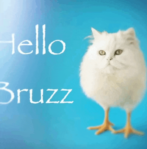 a white cat standing next to a chicken with the words hello bruzz written on the bottom