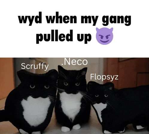 three black and white cats are standing next to each other with a caption that says wyd when my gang pulled up