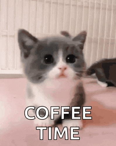 a gray and white kitten with the words coffee time written above it