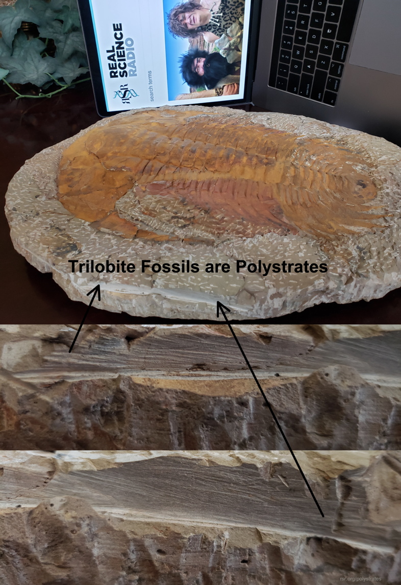 RSR's Radtke trilobite in polystrate layers