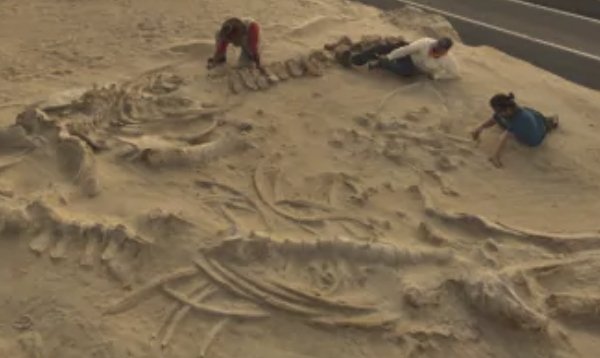 Polystrate whale fossils in the Chilean desert