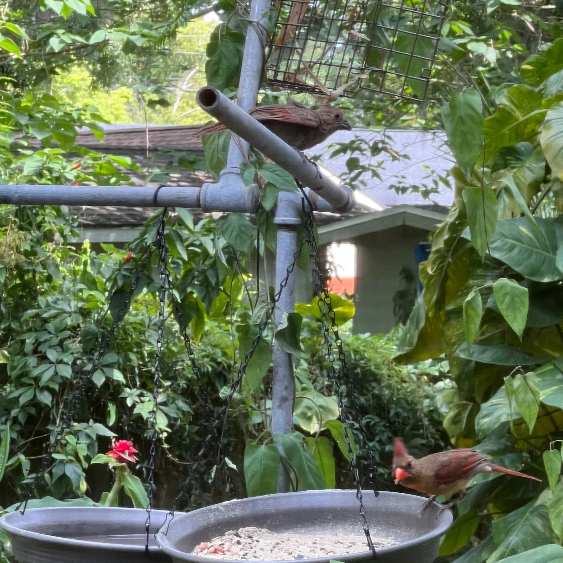 Adult female cardinal on a hanging feeder with juvenile cardinal perched above.