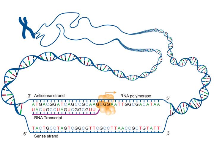 Fact Sheet: DNA-RNA-Protein – microBEnet: the microbiology of the Built ...