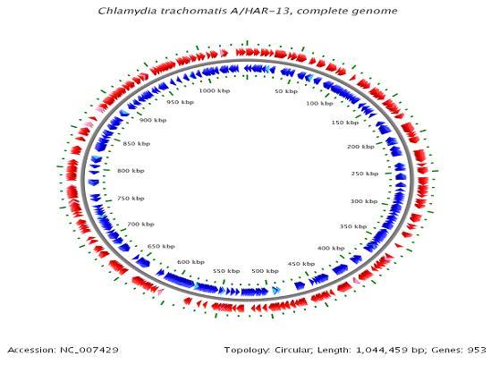 Chlamydia trachomatis* - microbewiki