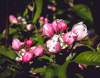 Apple Blossom