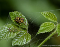 Spider Nest