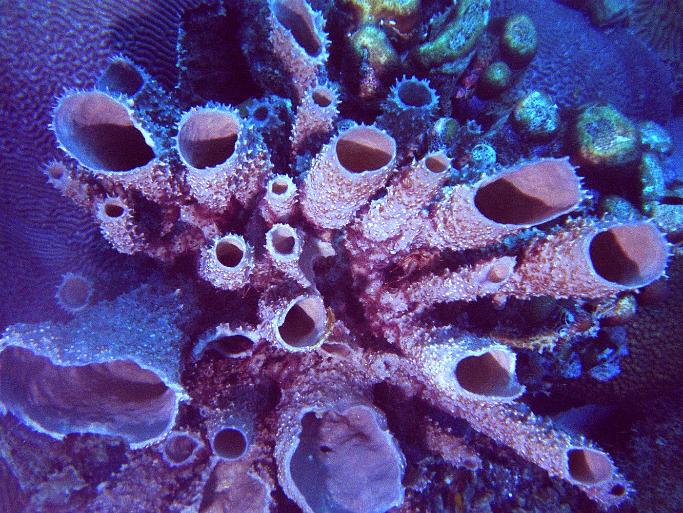 7 reasons why sea sponges are the coolest | by Greenpeace UK | Medium