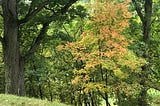 One golden tree among green trees