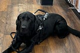 A photo of a black lab guide dog in working harness