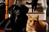 AI created picture of a black lab and a white and orange cat sitting looking at the camera, and a black cat in the background running down the steps