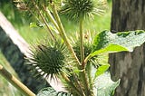 Close up of green burdock flowers